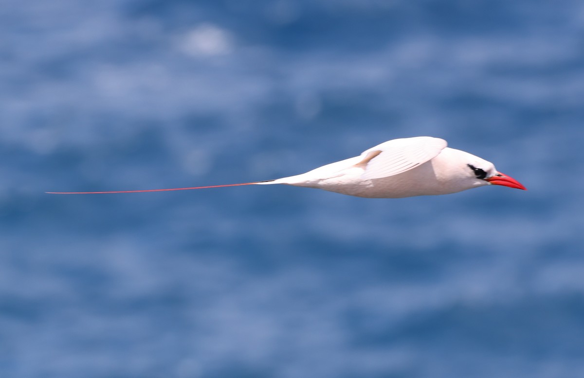 Red-tailed Tropicbird - ML618154723