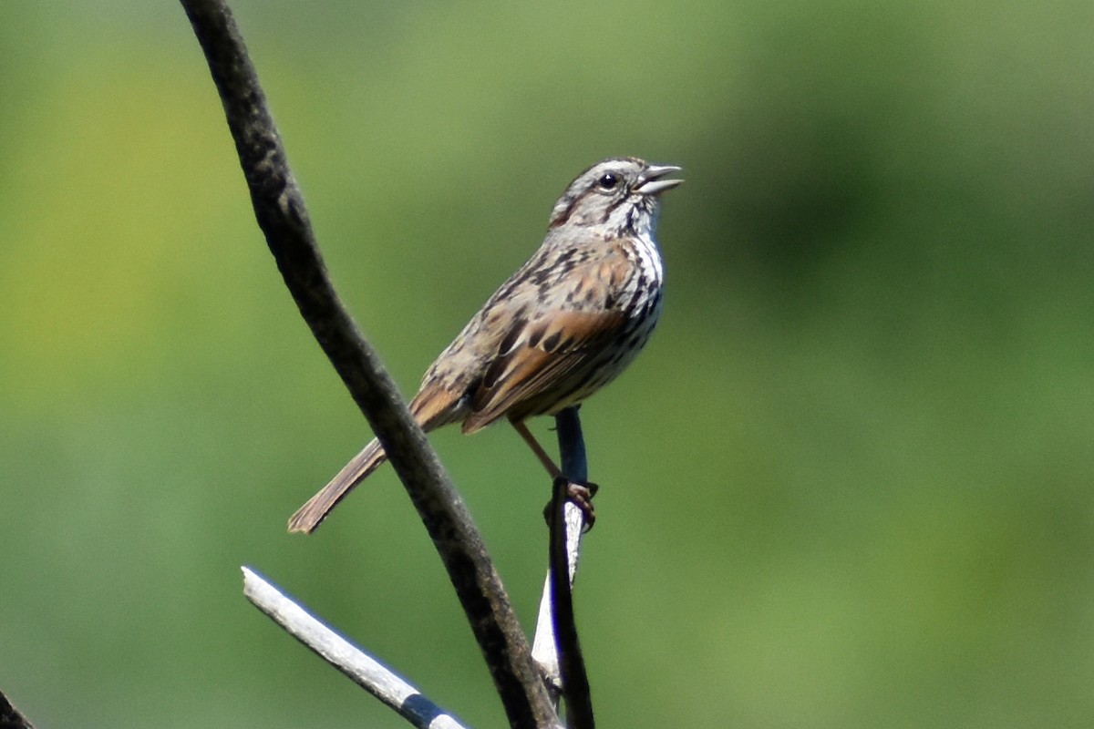Song Sparrow - JD Paes