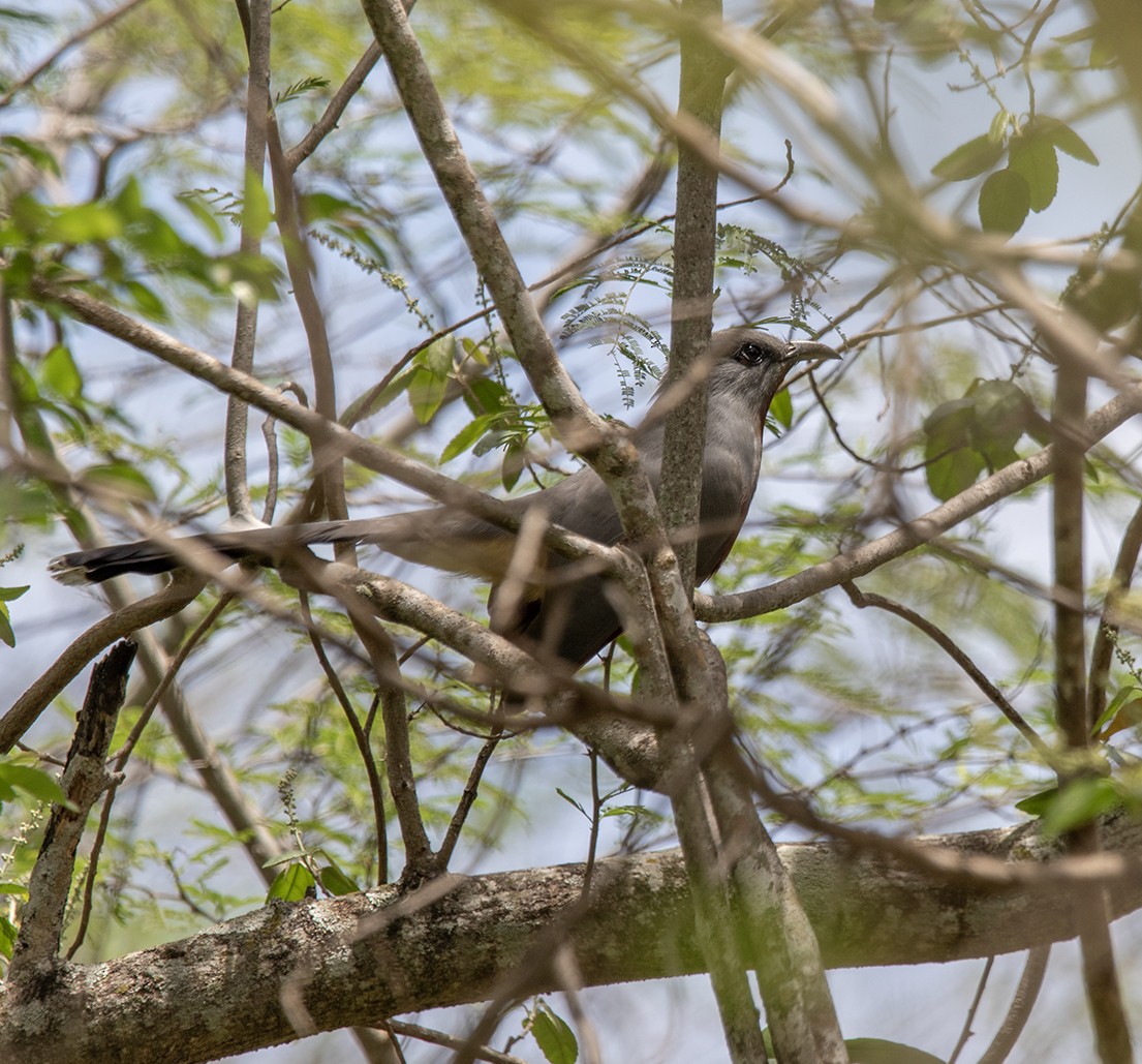 Bay-breasted Cuckoo - ML618154747