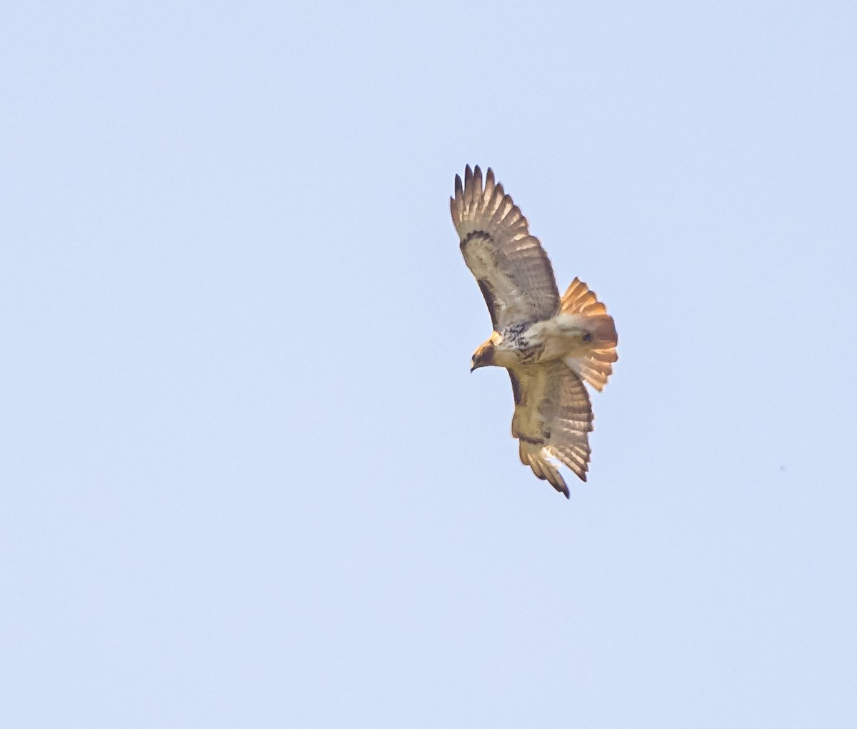 Red-tailed Hawk - ML618154772