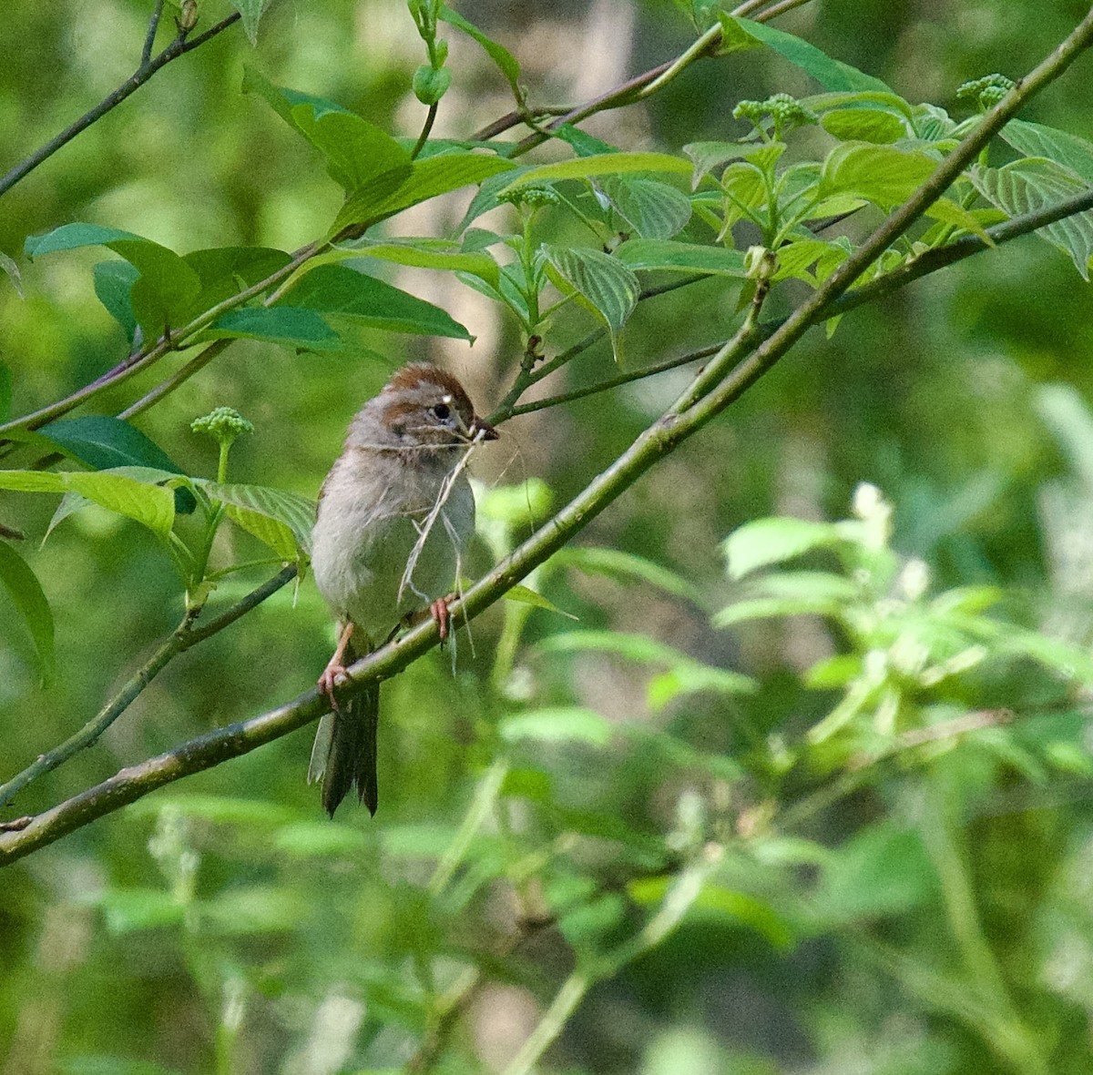 Field Sparrow - Michael Niven