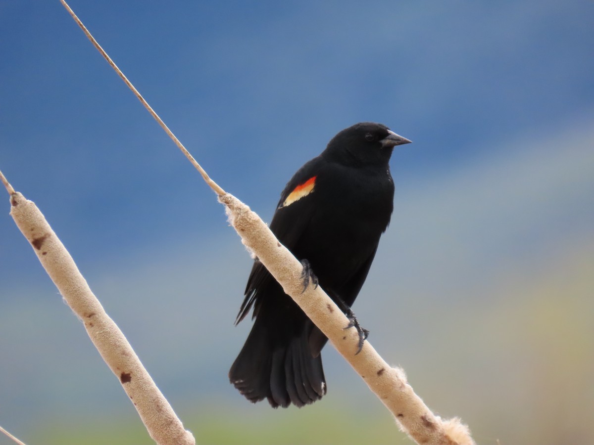 Red-winged Blackbird - ML618154819