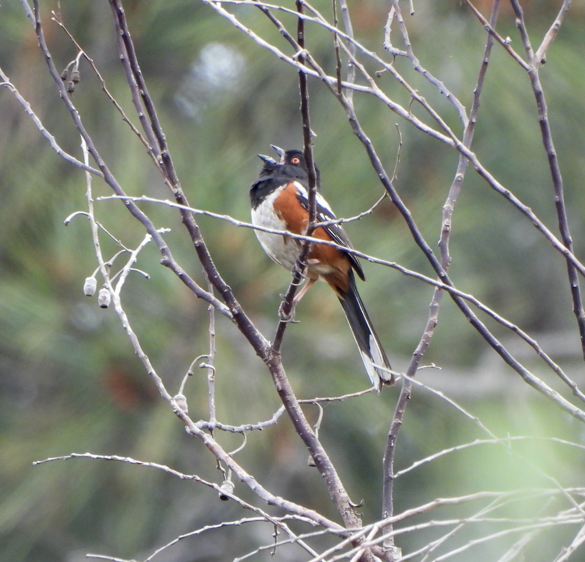 Spotted Towhee - ML618154828