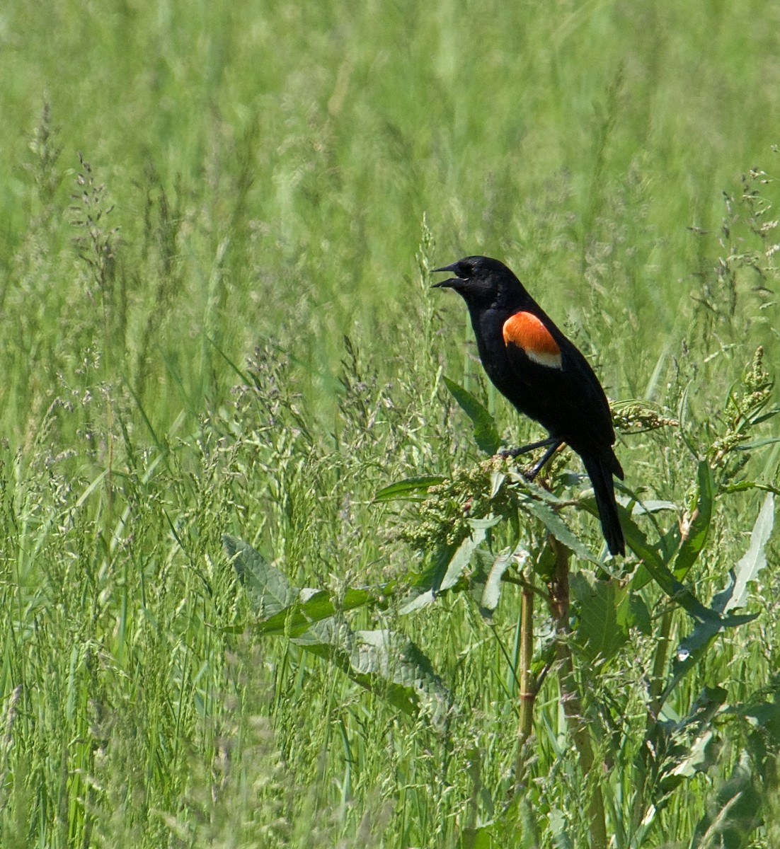 Red-winged Blackbird - Michael Niven