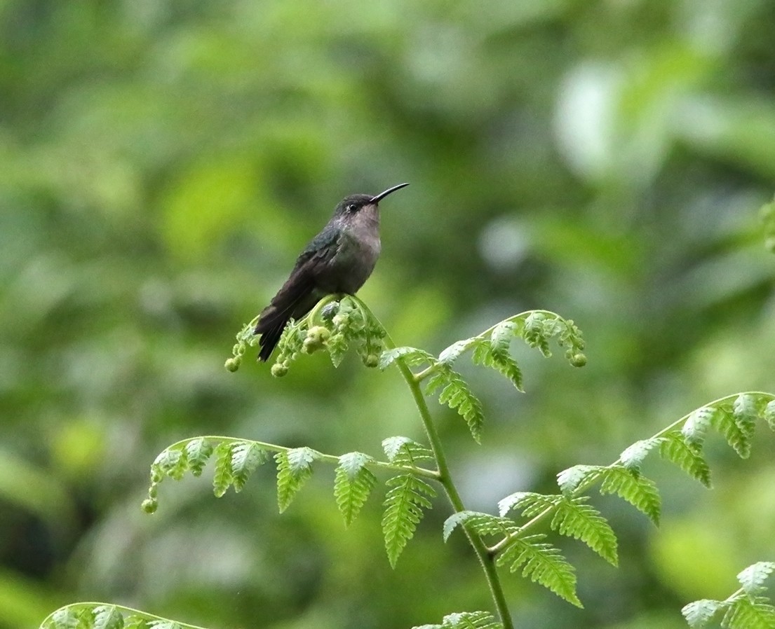 Hispaniolasmaragdkolibri - ML618154867