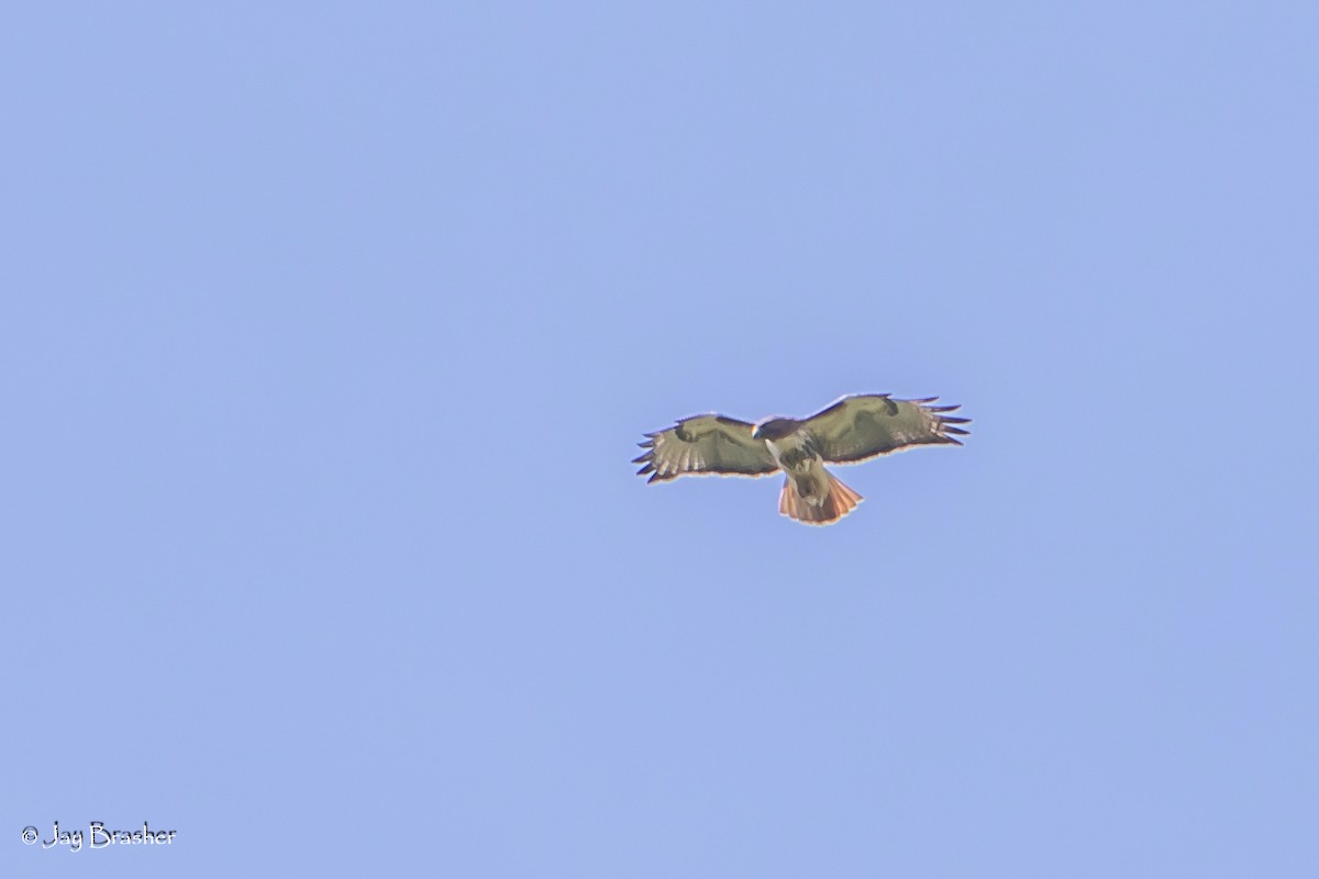 Red-tailed Hawk (borealis) - ML618154868