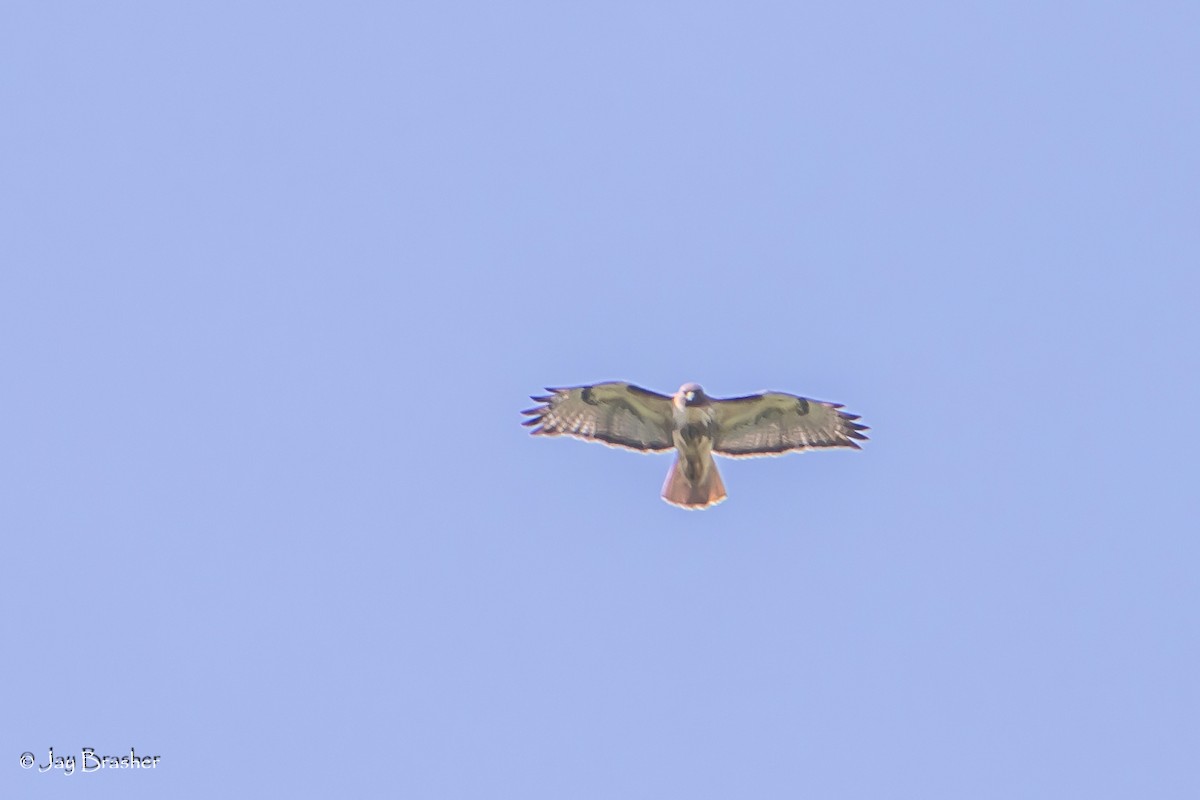 Red-tailed Hawk (borealis) - ML618154869
