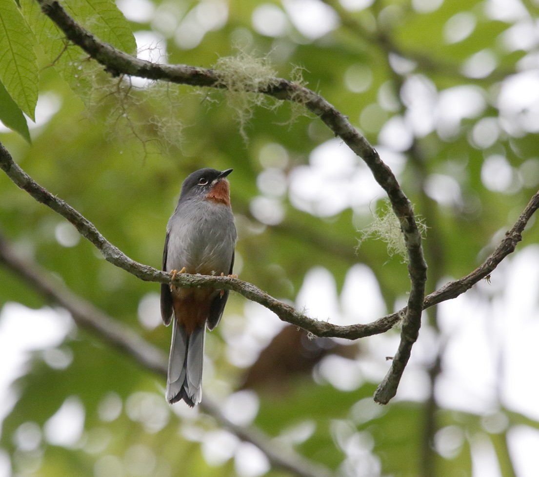 Rufous-throated Solitaire - ML618154897