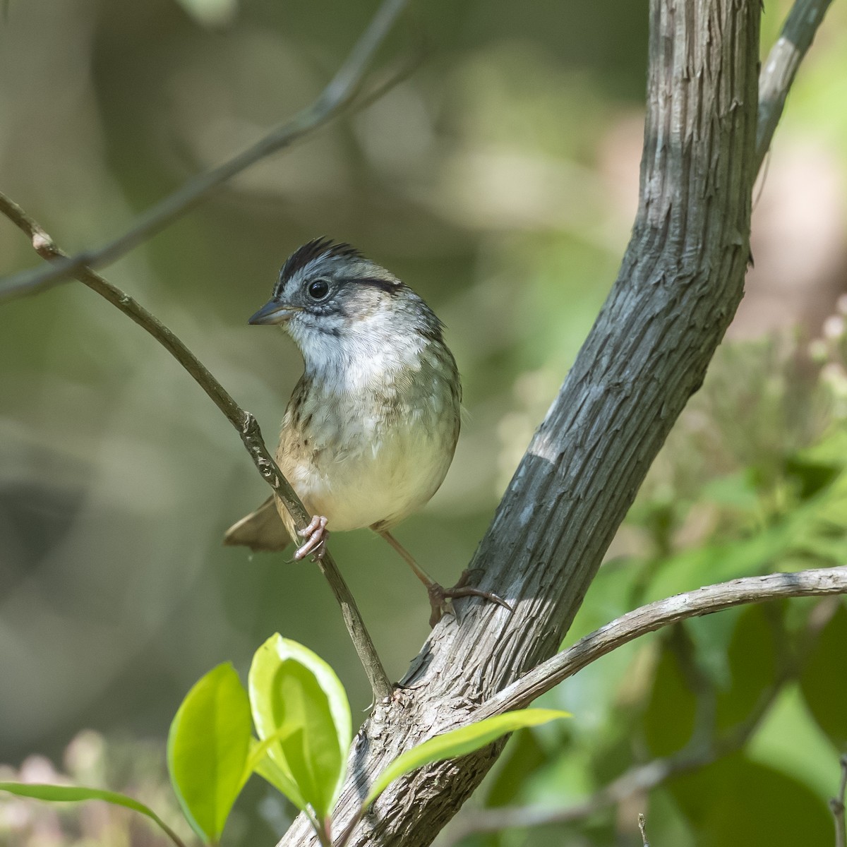 Swamp Sparrow - ML618154919
