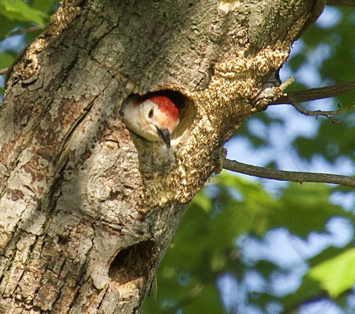 Red-bellied Woodpecker - Michael Niven