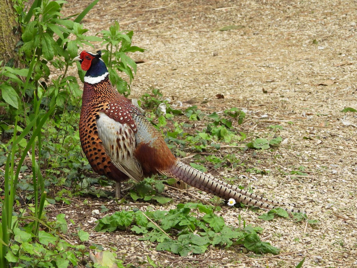 Ring-necked Pheasant - Stephen Matthews