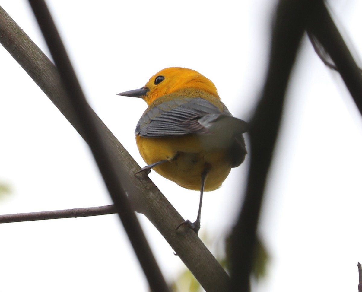 Prothonotary Warbler - ML618154924