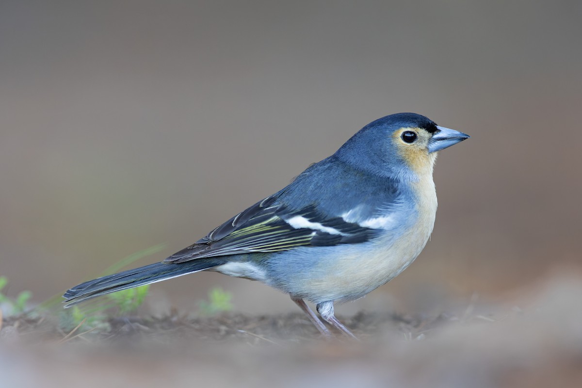 Canary Islands Chaffinch - Volker Hesse