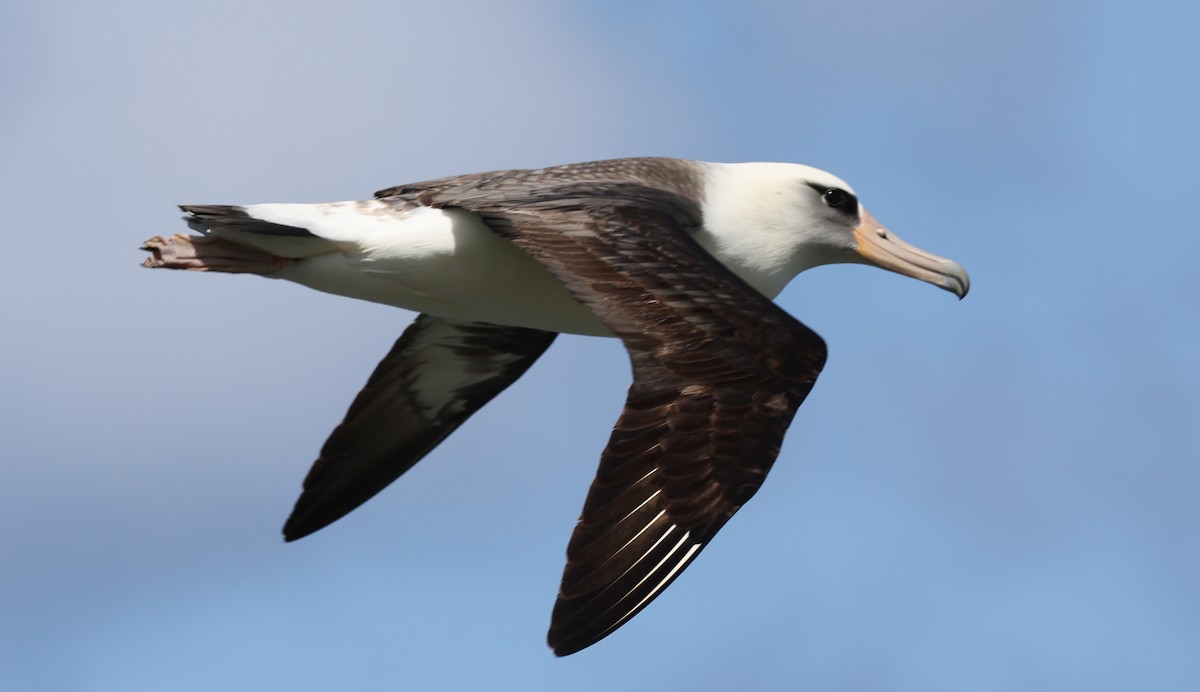 Laysan Albatross - Jeffrey Anderson