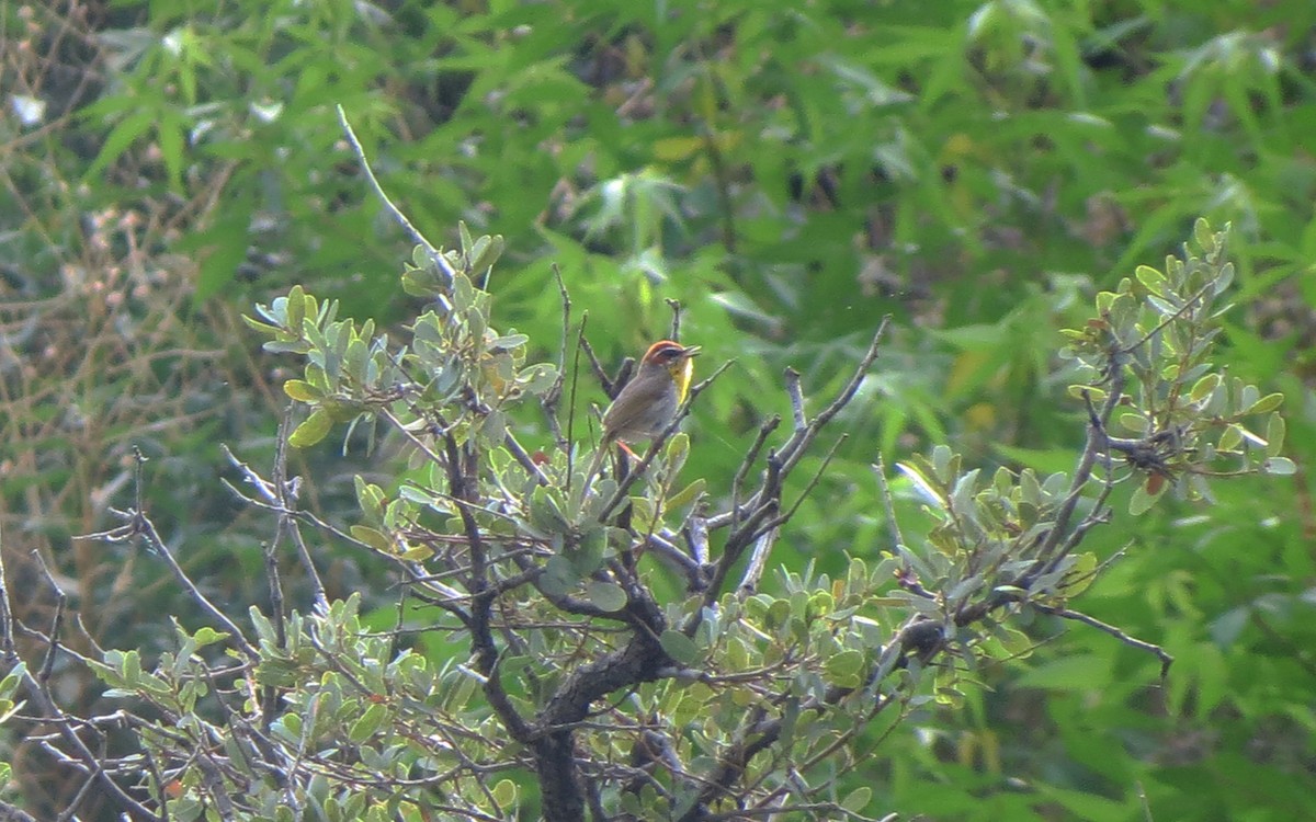 Rufous-capped Warbler - ML618154998