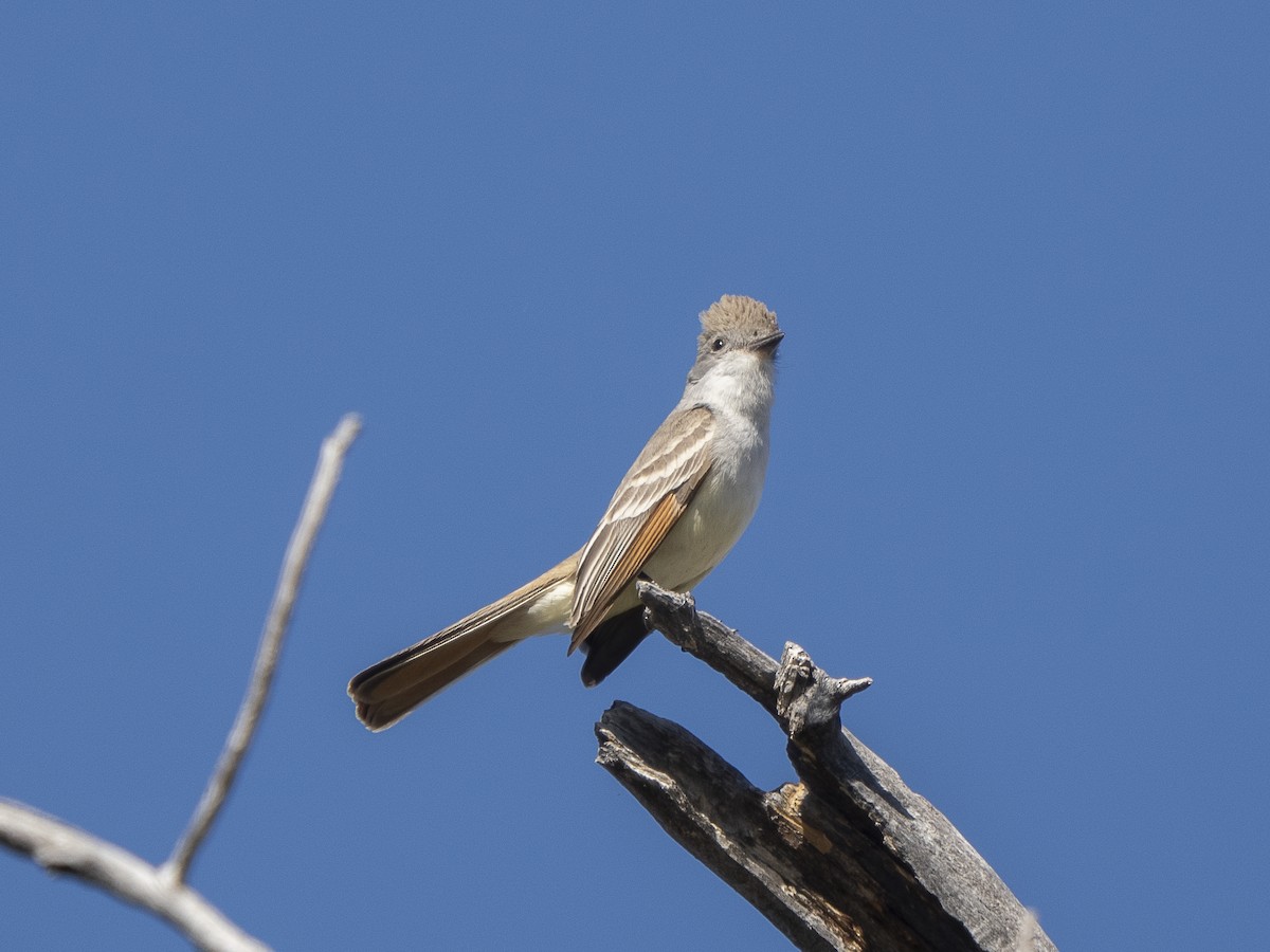 Brown-crested Flycatcher - ML618155001
