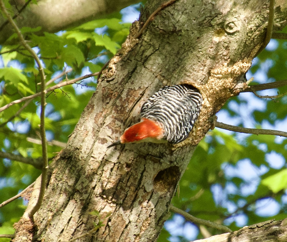 Red-bellied Woodpecker - Michael Niven