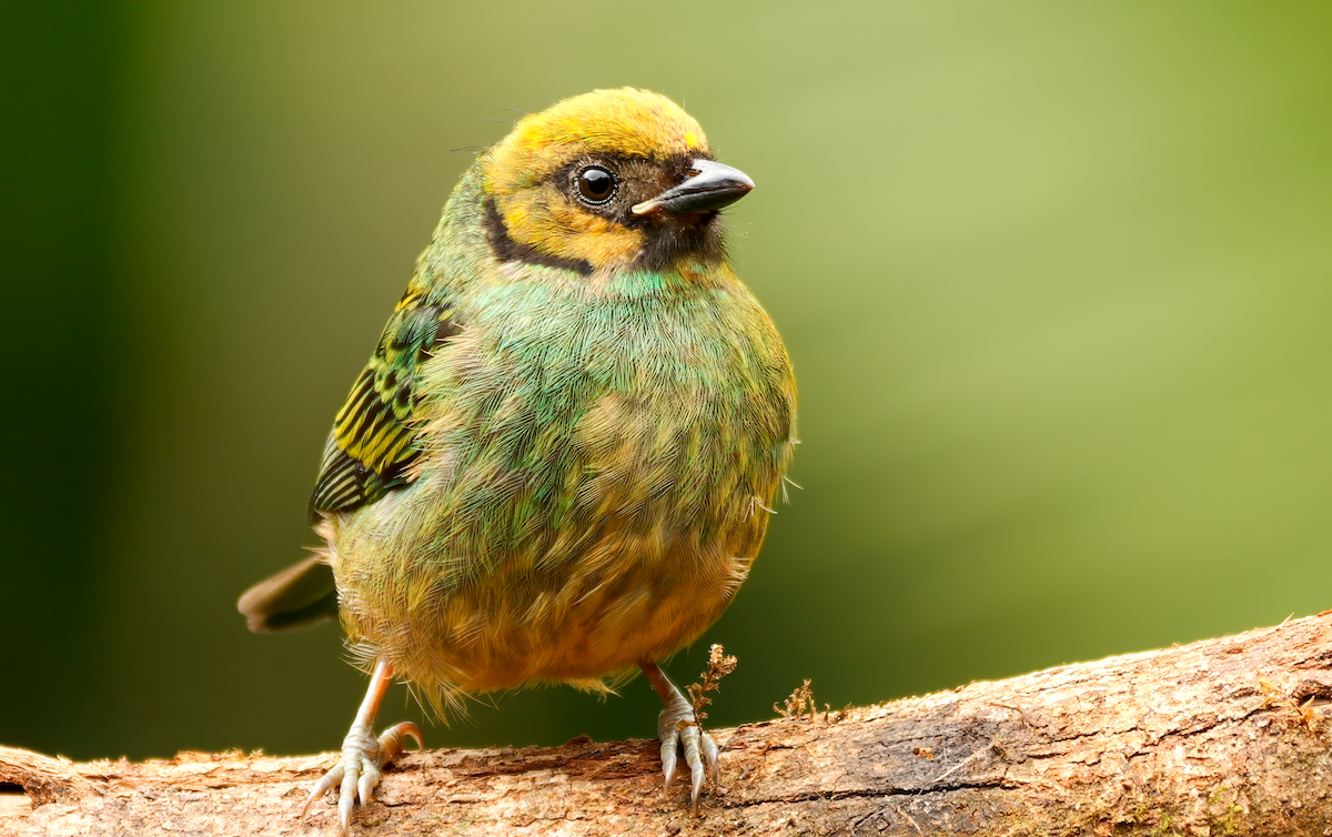 Saffron-crowned Tanager - ML618155050