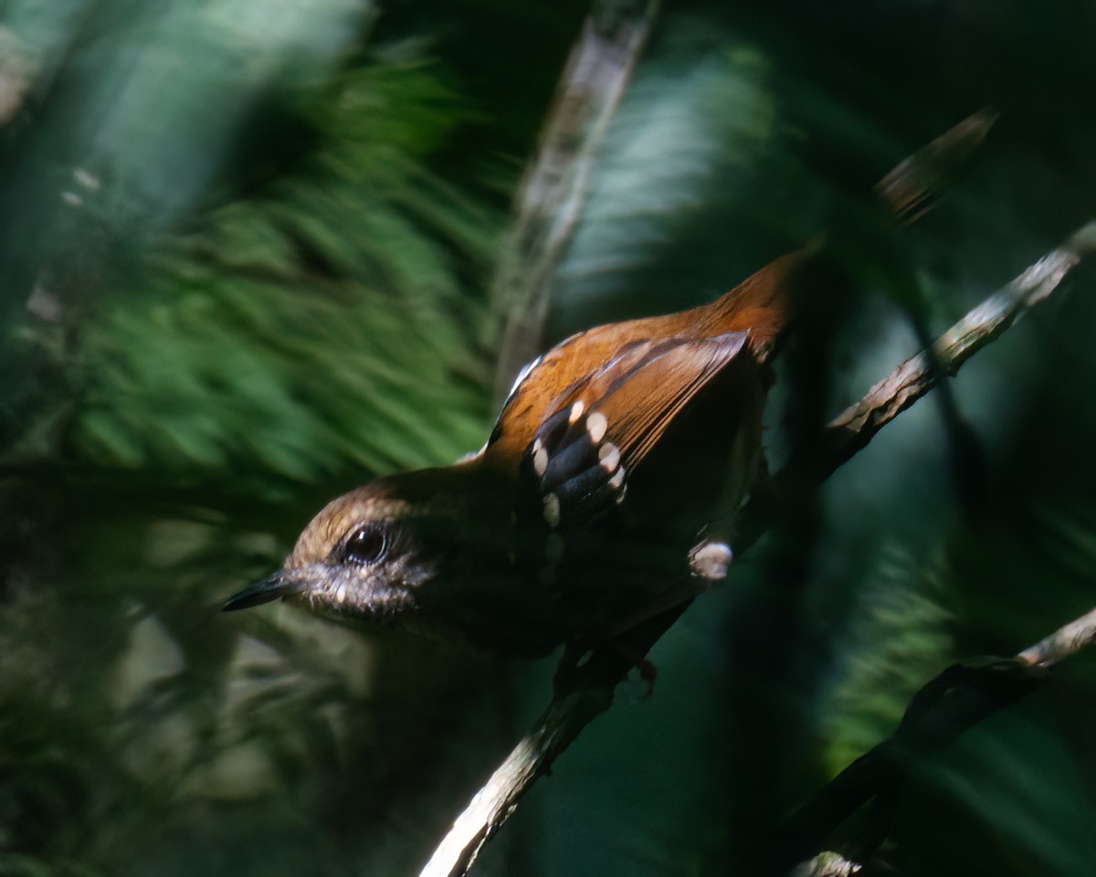 Squamate Antbird - Victor Pássaro