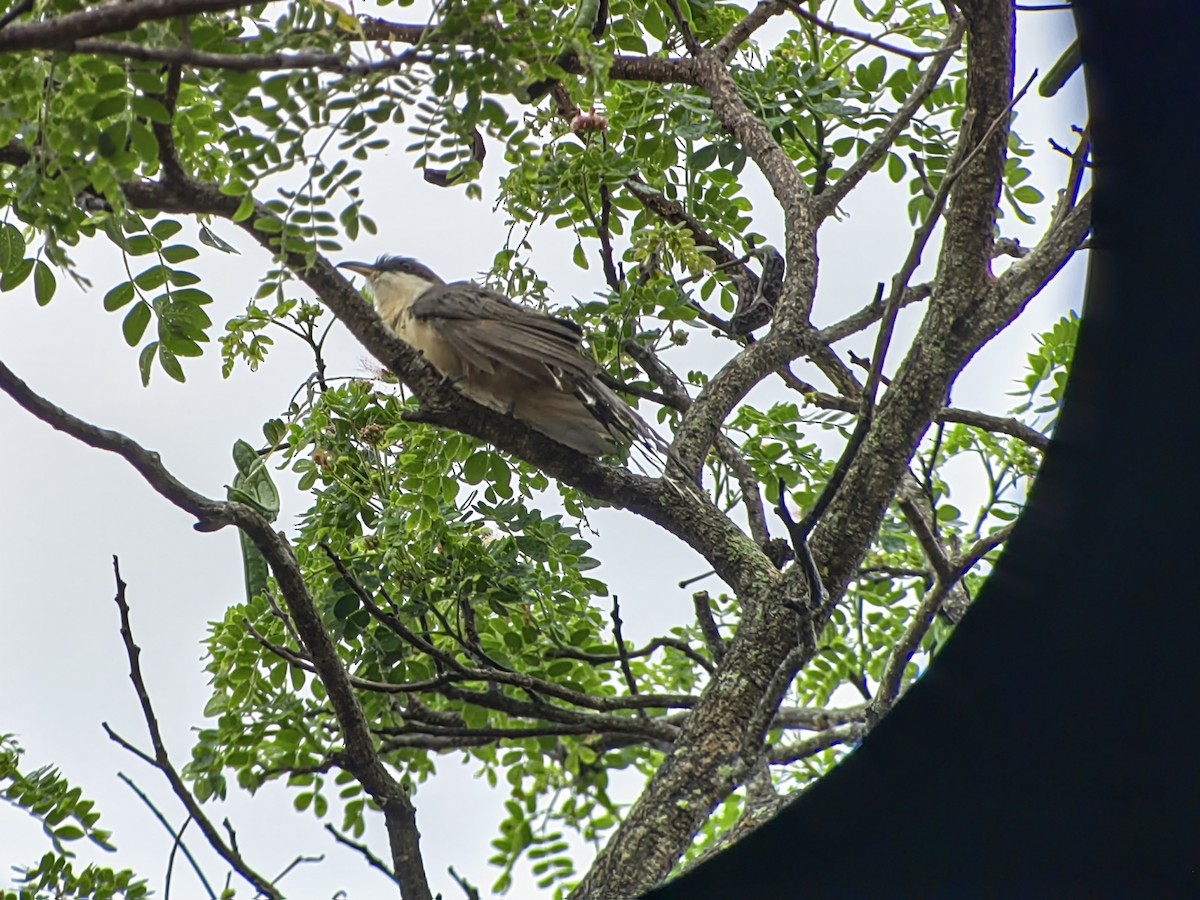 Mangrove Cuckoo - ML618155084
