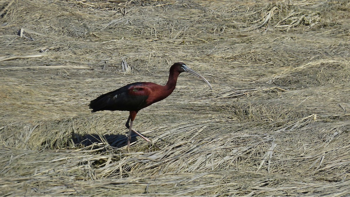 ibis hnědý - ML618155092