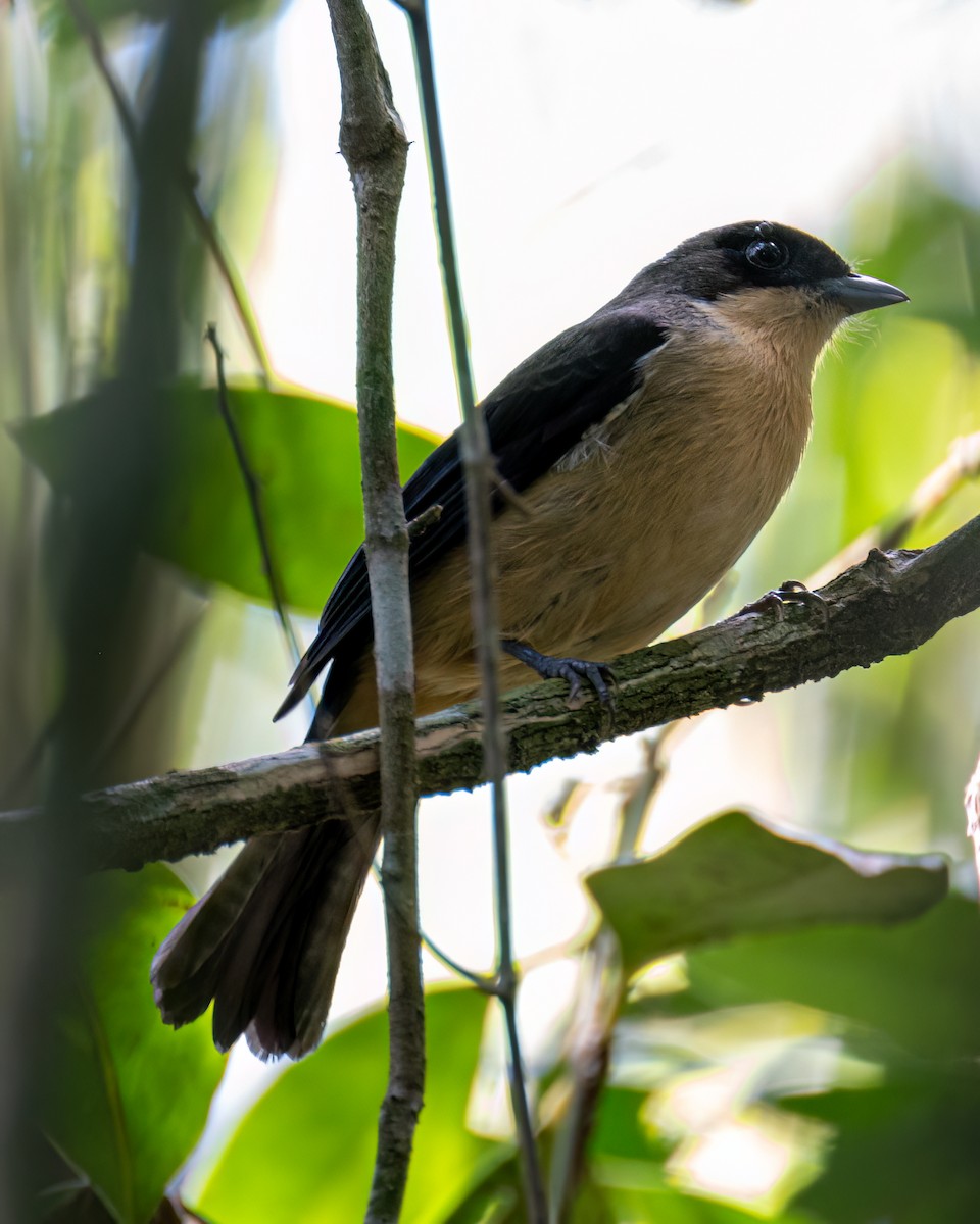 Black-goggled Tanager - ML618155098