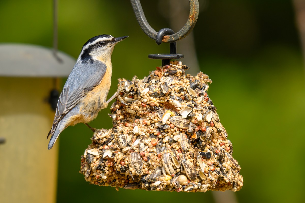 Red-breasted Nuthatch - ML618155130
