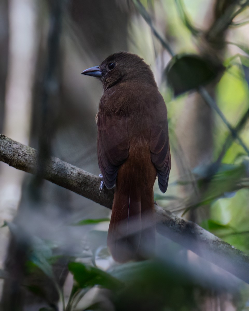 Ruby-crowned Tanager - ML618155162