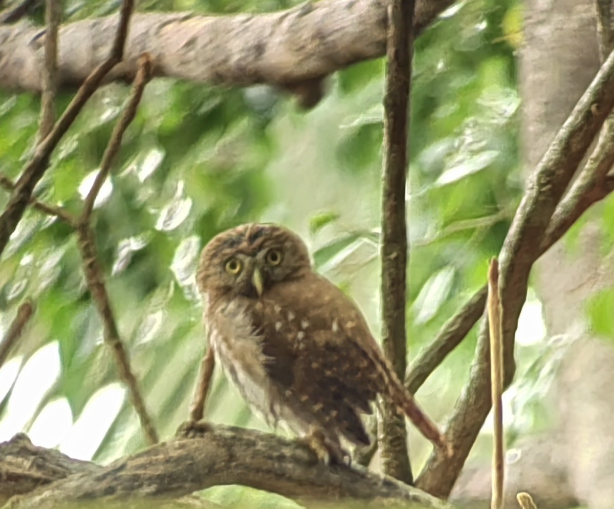 Ferruginous Pygmy-Owl - ML618155167