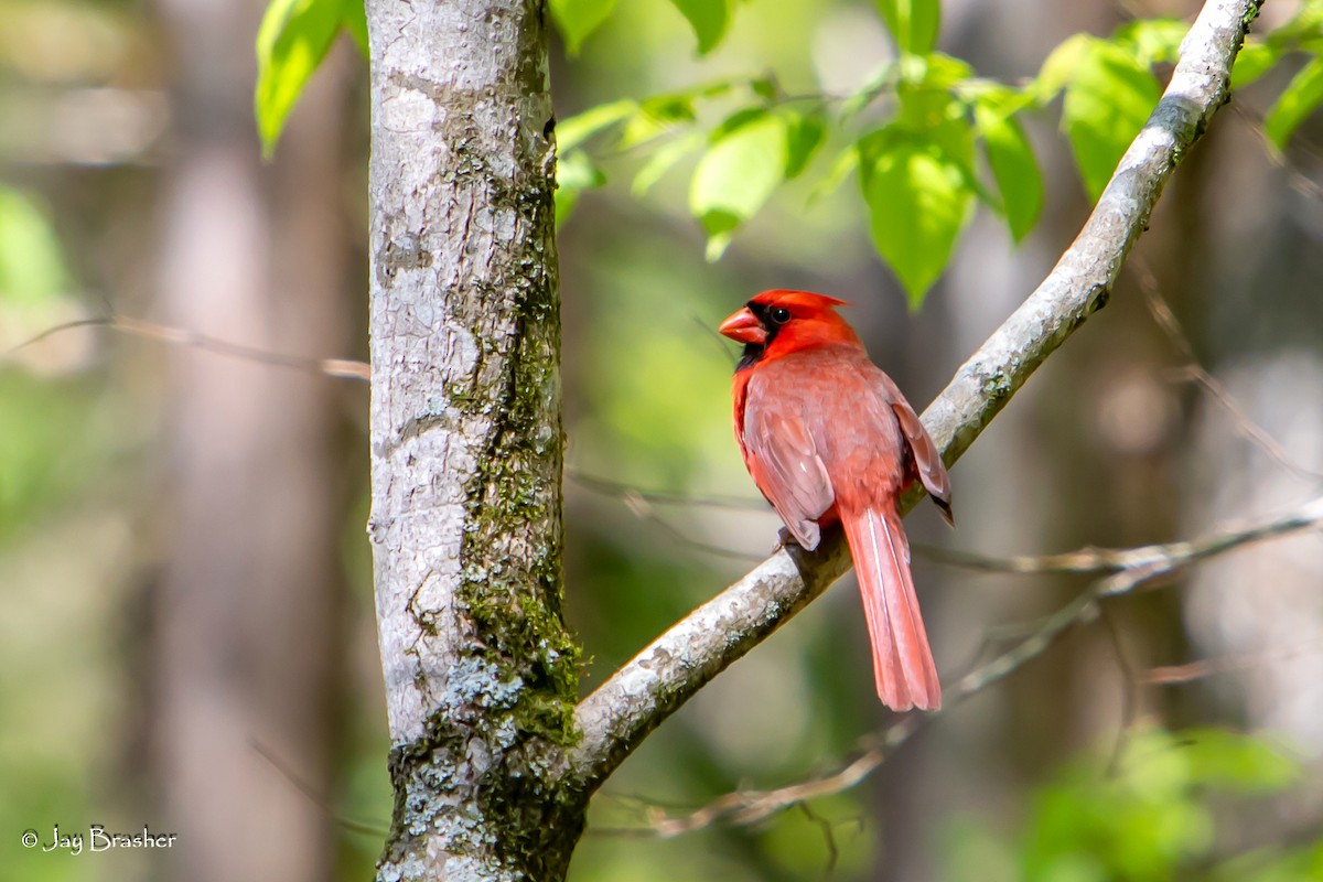 Northern Cardinal - Jay Brasher