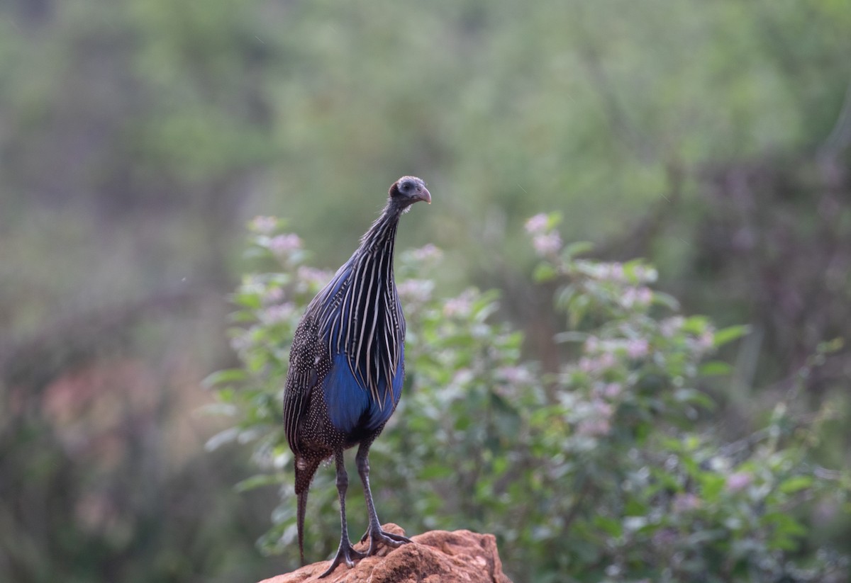 Vulturine Guineafowl - ML618155271