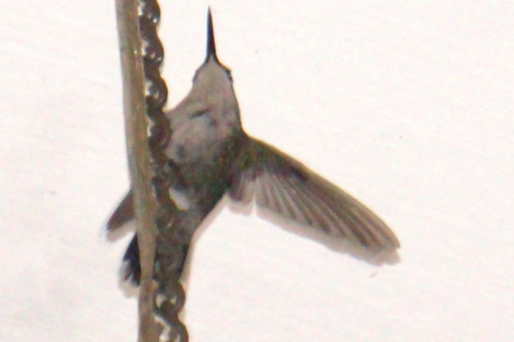 Ruby-topaz Hummingbird - ML618155319