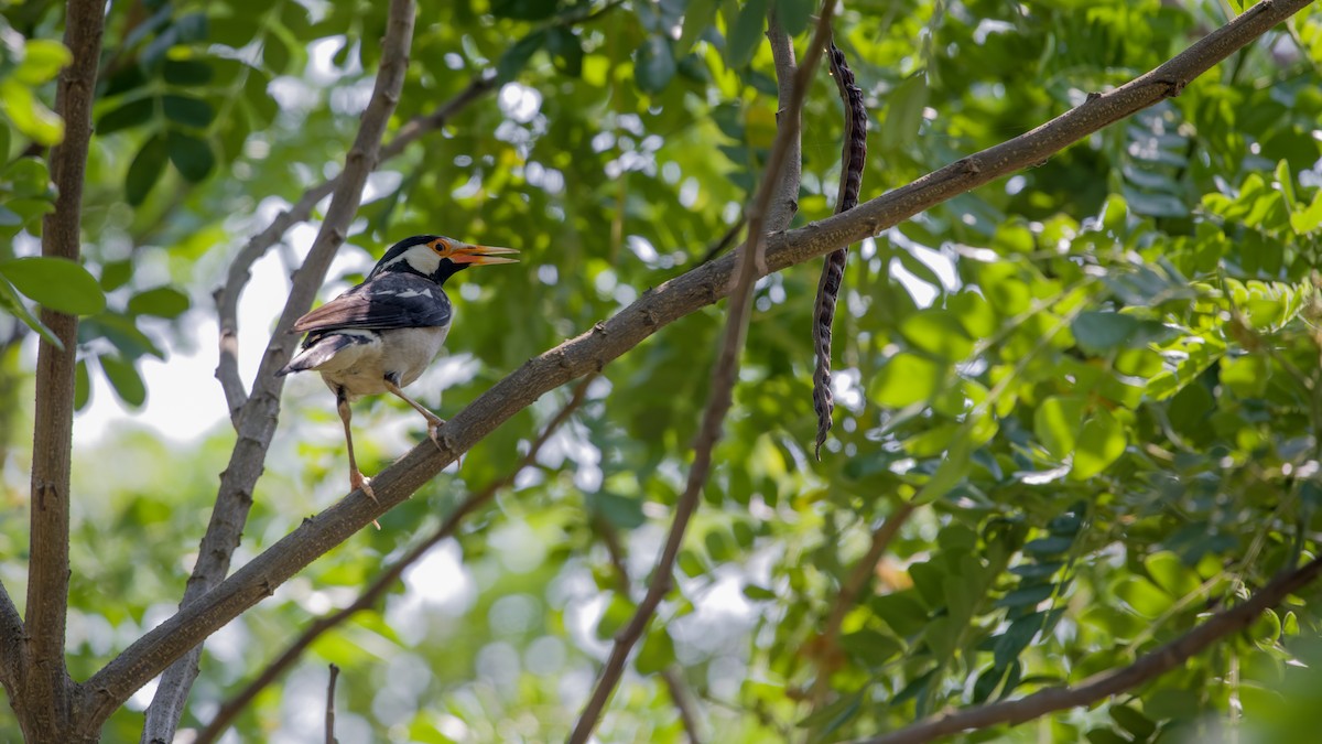 Indian Pied Starling - ML618155325