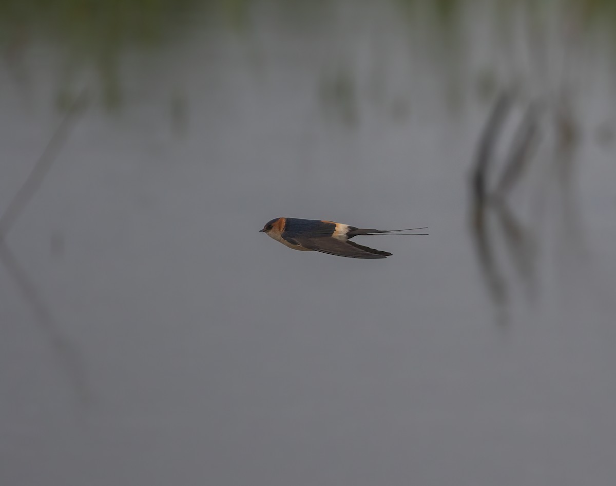 Red-rumped Swallow - Martin  Flack