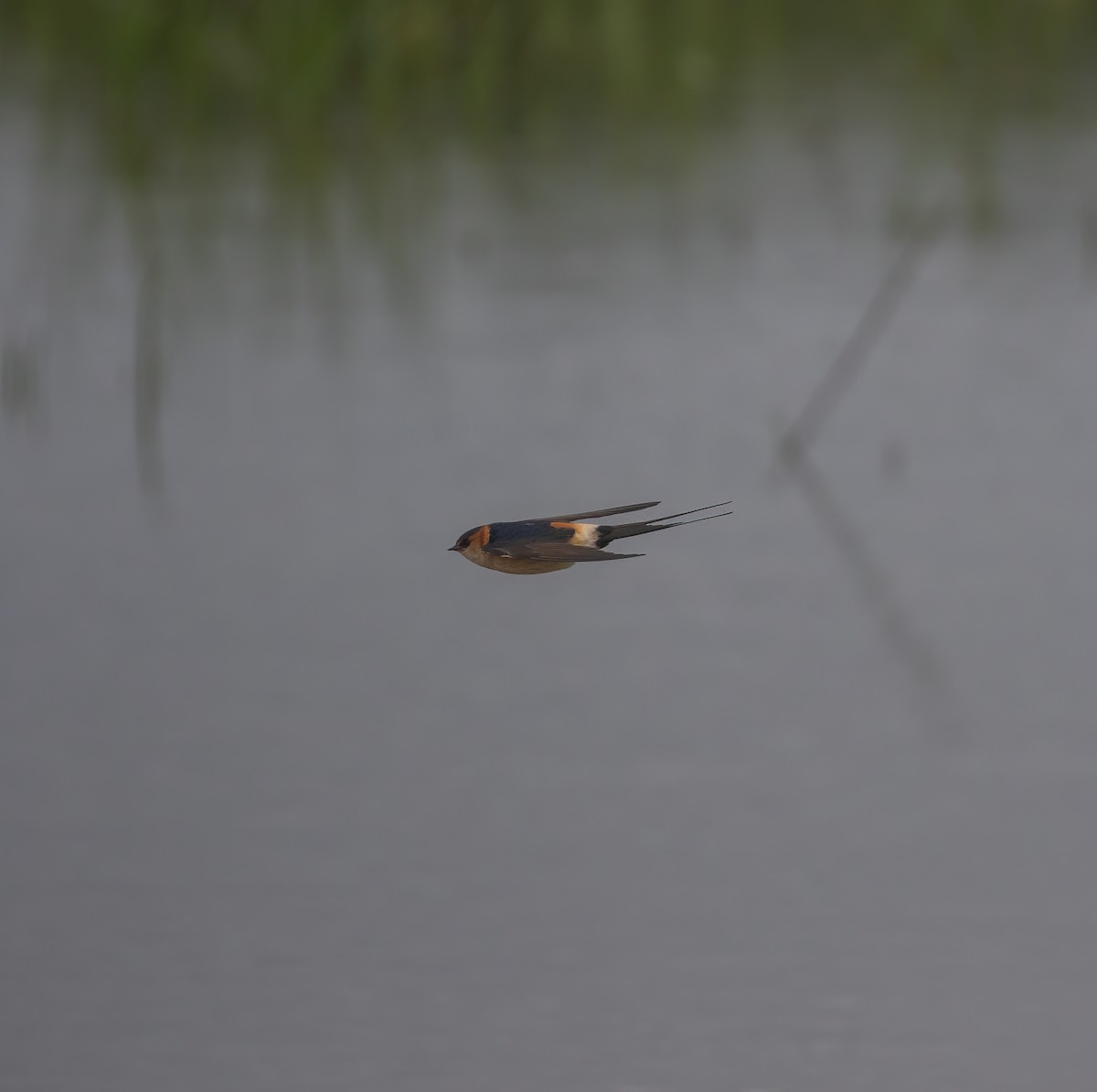 Red-rumped Swallow - Martin  Flack