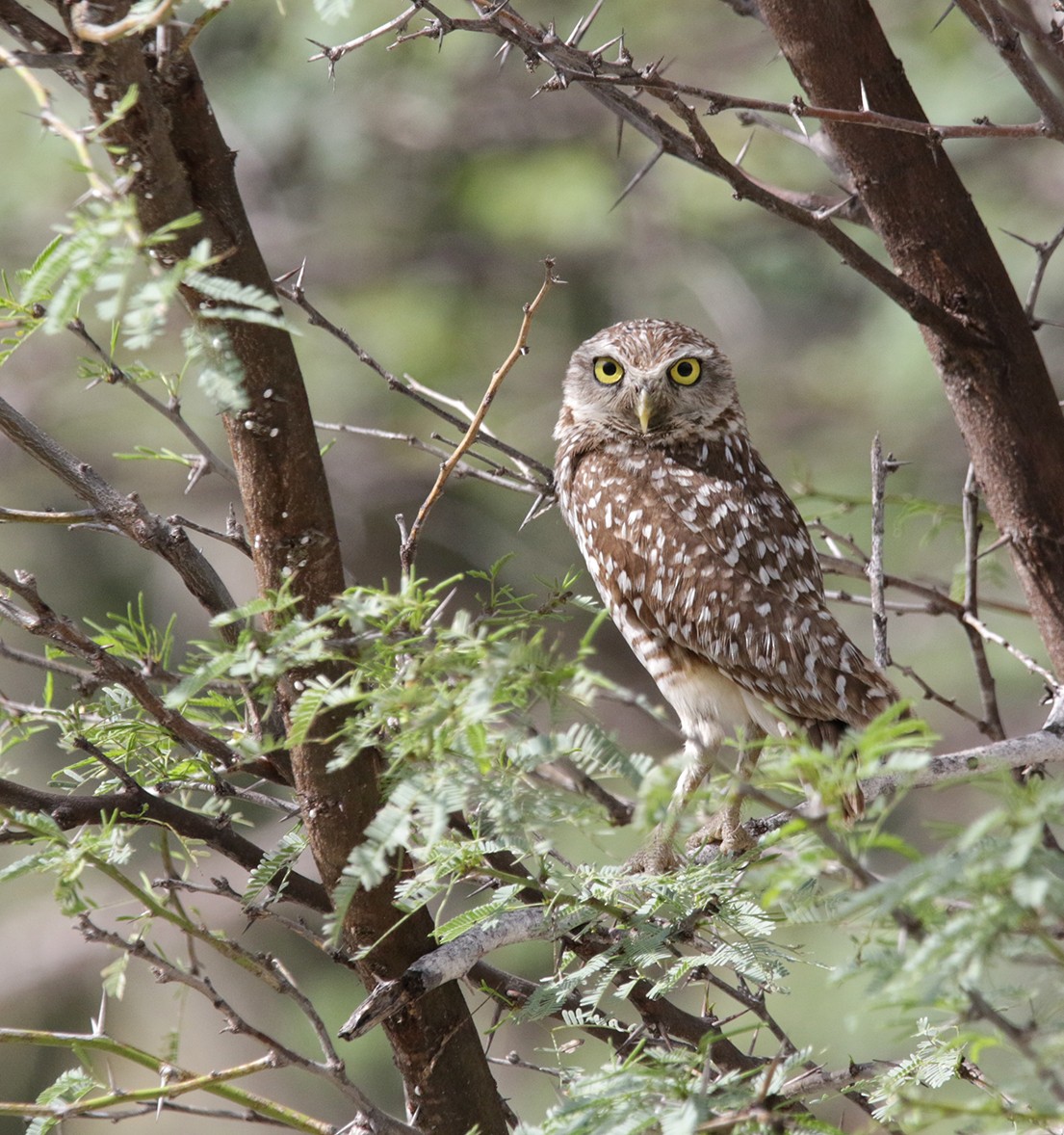 Burrowing Owl - ML618155385