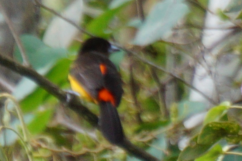 Flame-rumped Tanager (Lemon-rumped) - ML618155388