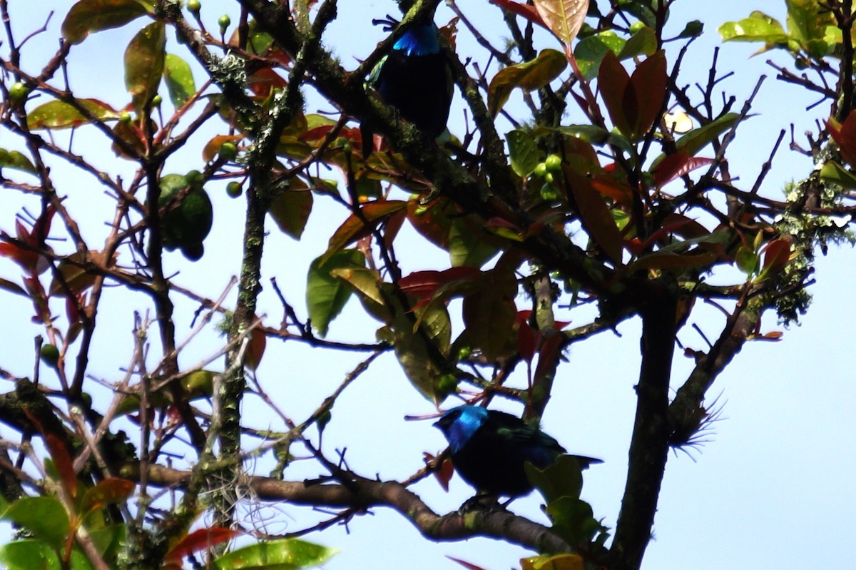 Blue-necked Tanager - ML618155430