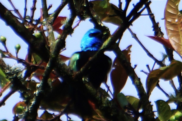 Blue-necked Tanager - ML618155431