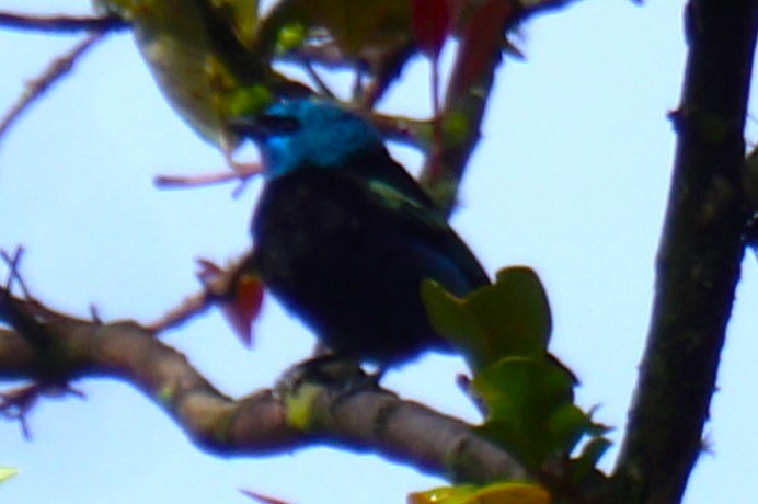 Blue-necked Tanager - ML618155432