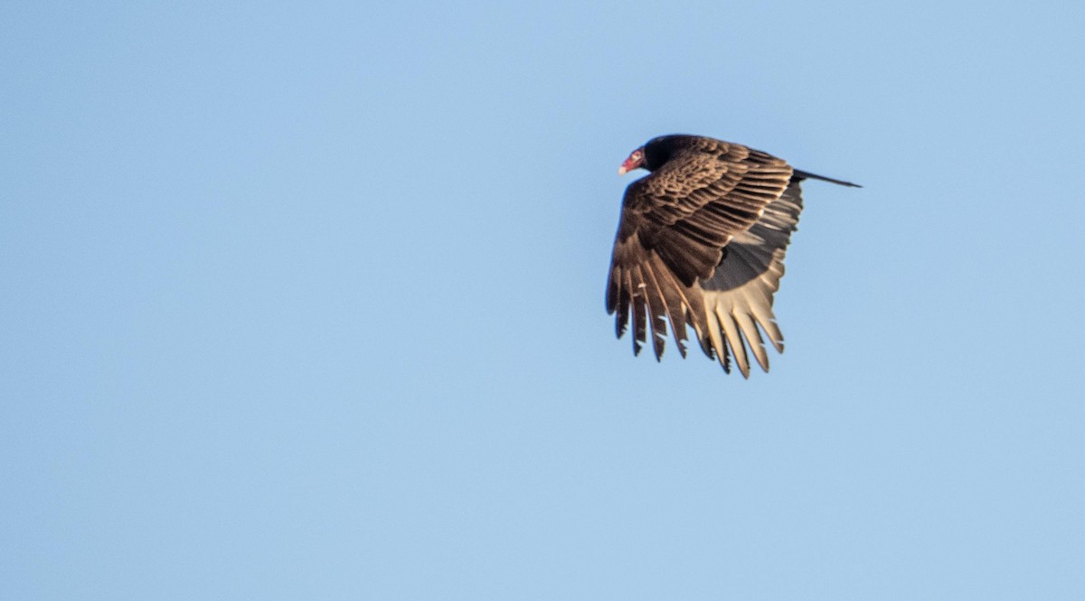 Turkey Vulture - Matt M.