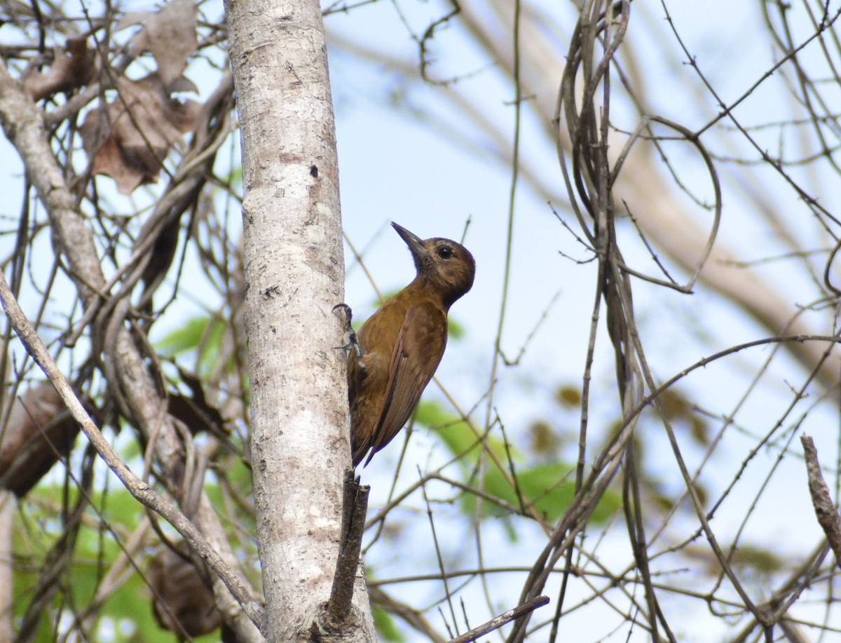 Smoky-brown Woodpecker - ML618155485