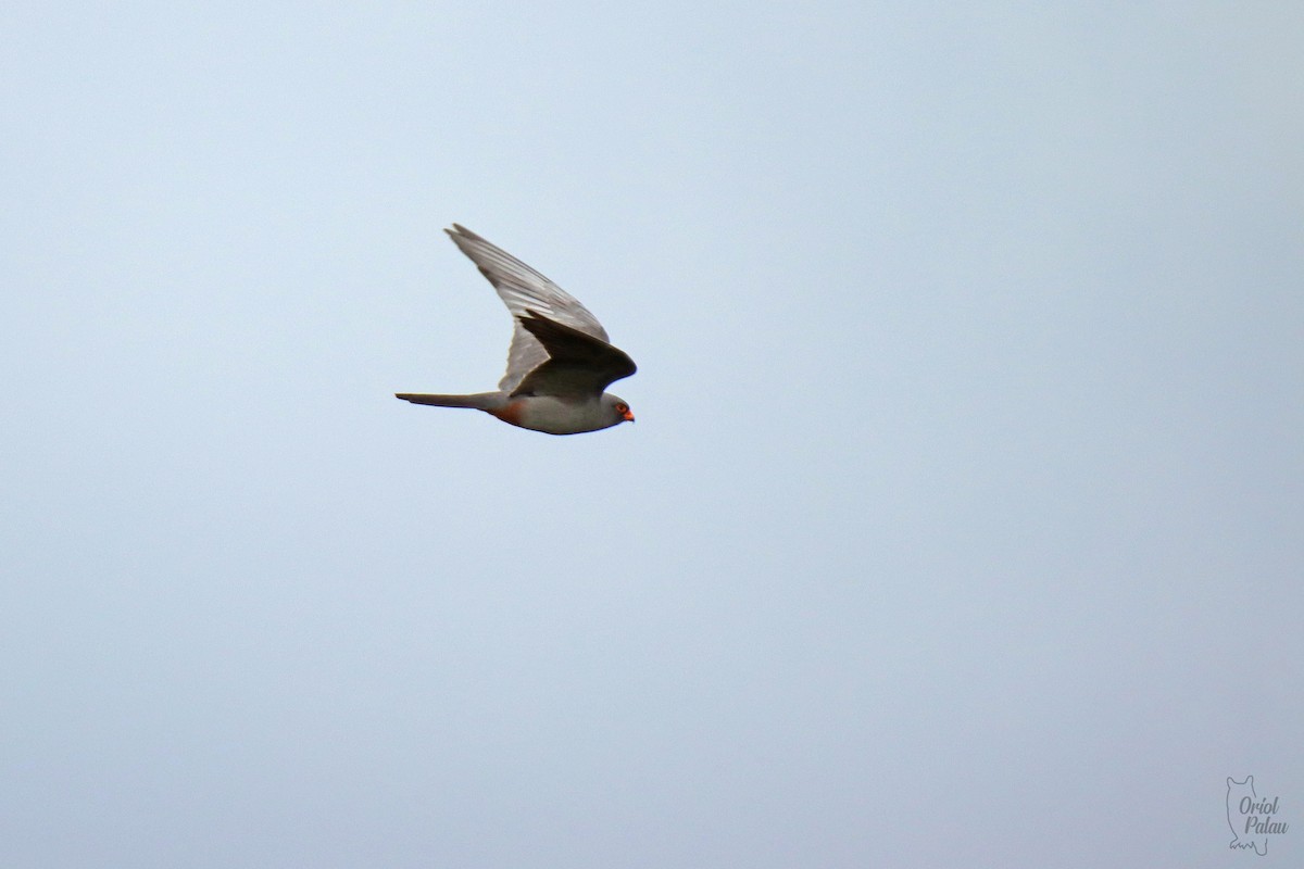 Red-footed Falcon - Oriol Palau Maspons