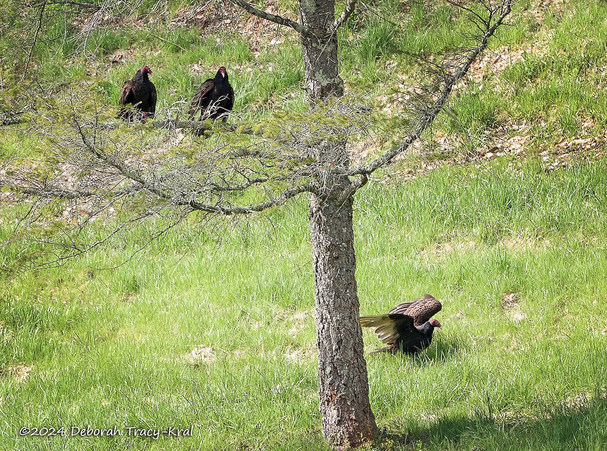 Turkey Vulture - Deborah Kral