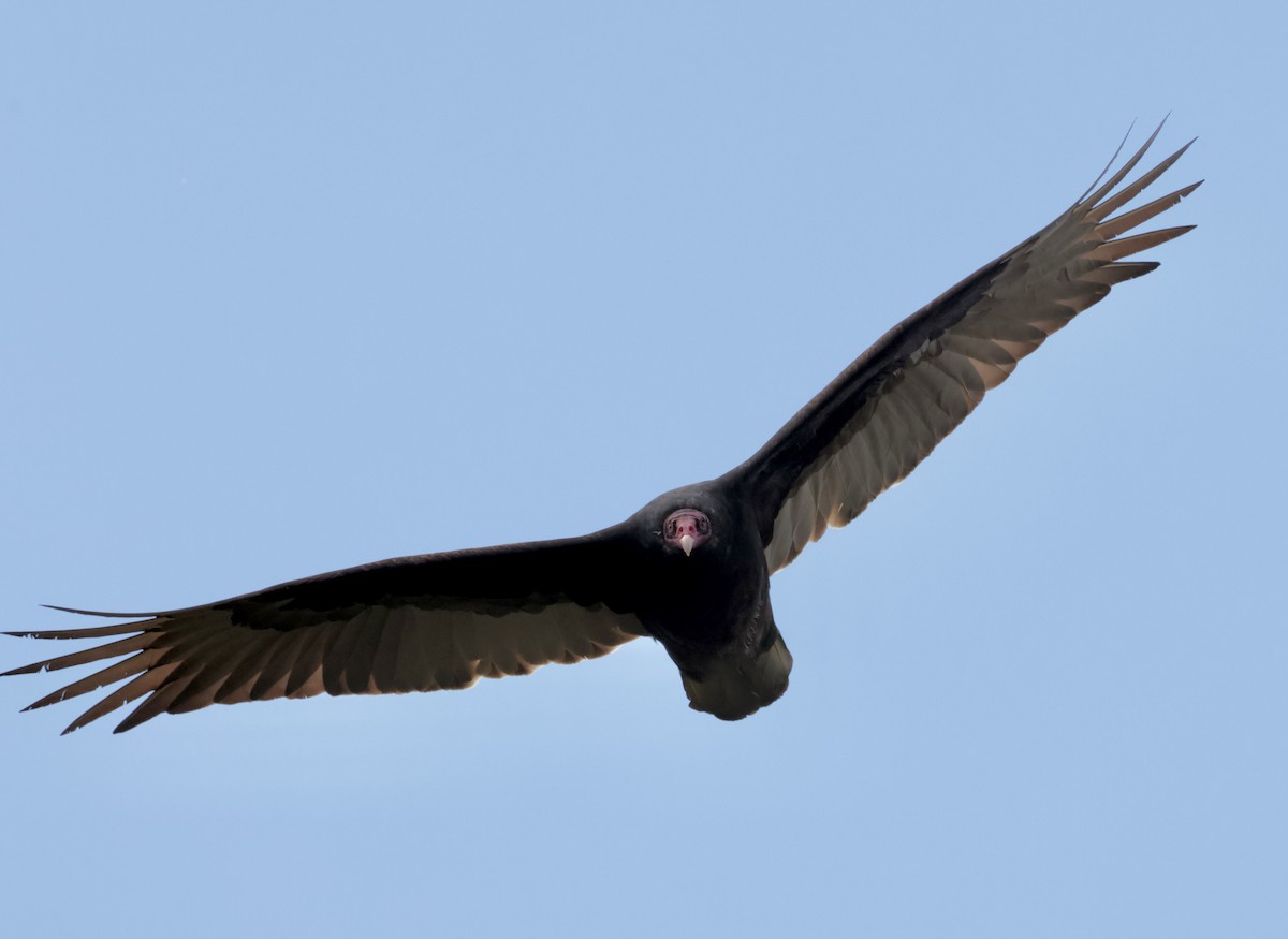 Turkey Vulture - ML618155551