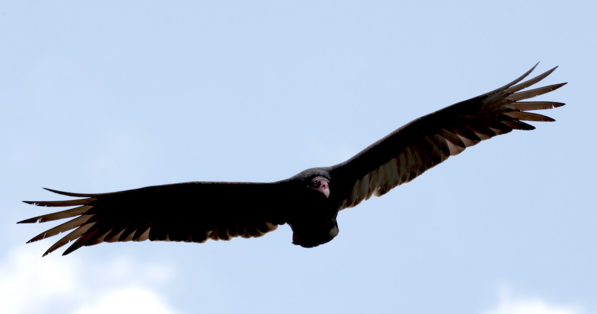 Turkey Vulture - ML618155552