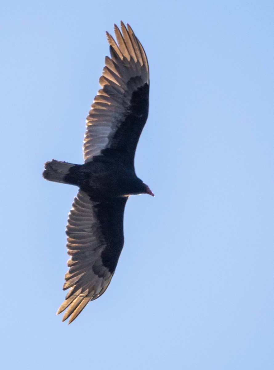Turkey Vulture - ML618155621