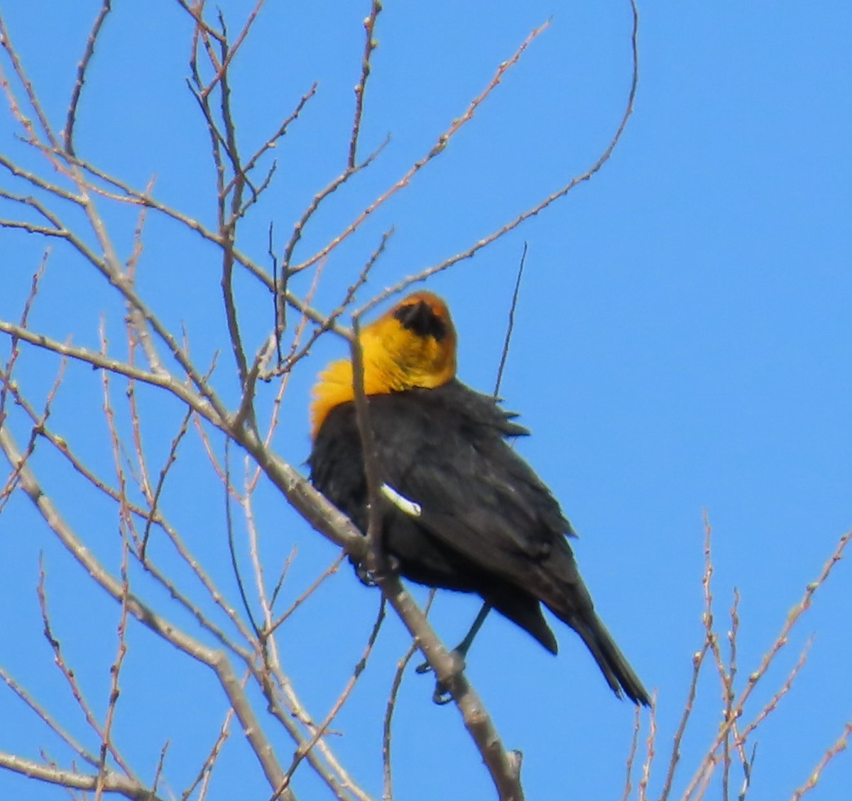 Yellow-headed Blackbird - ML618155666