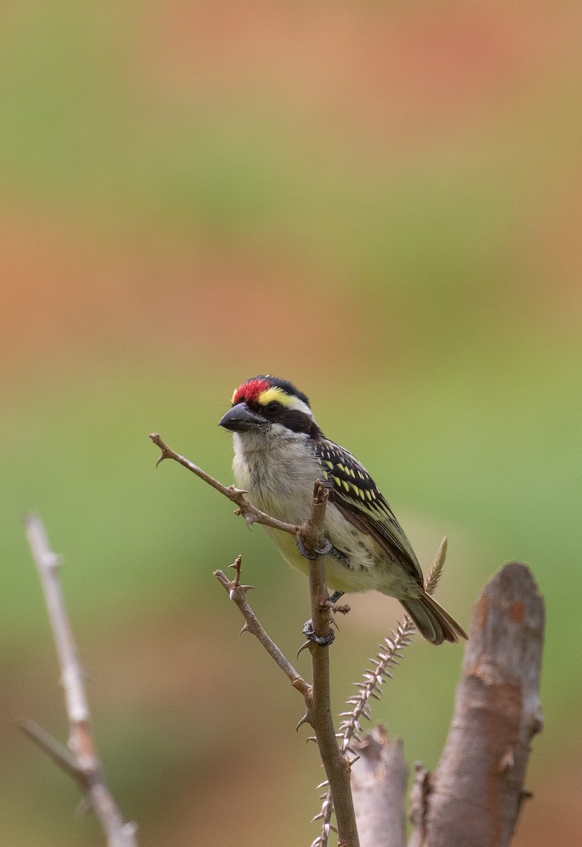 Red-fronted Barbet - simon walkley