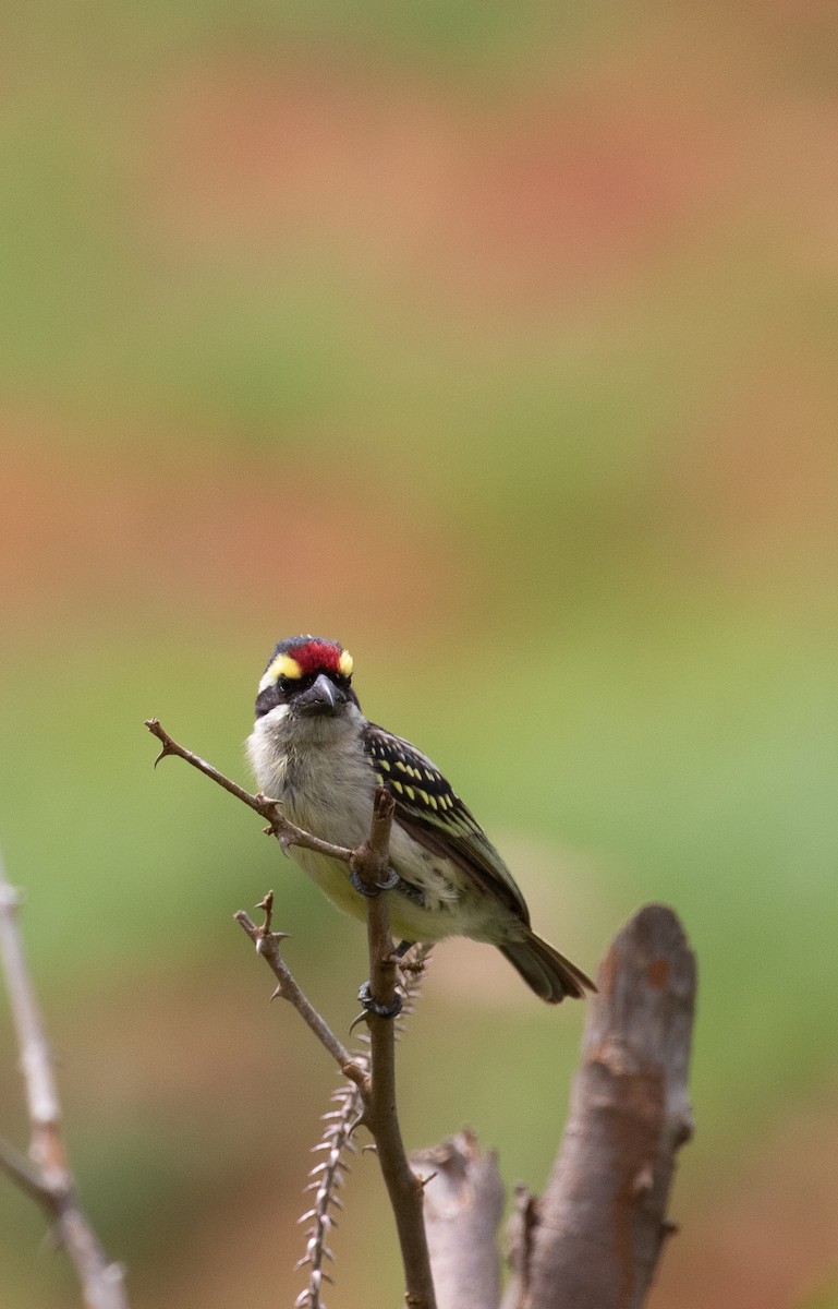 Red-fronted Barbet - ML618155669